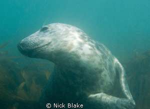 Grey seal, Lundy Island. by Nick Blake 